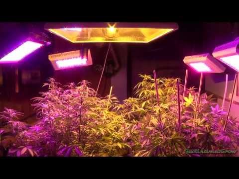 11-20-13 2100w HPS LED Flower Room Update