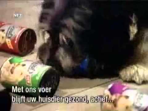 Animais seguranças de casa   muito engraçado