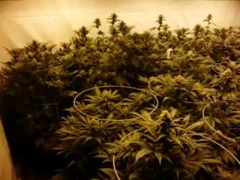 6000 Watt grow, week 5 update..