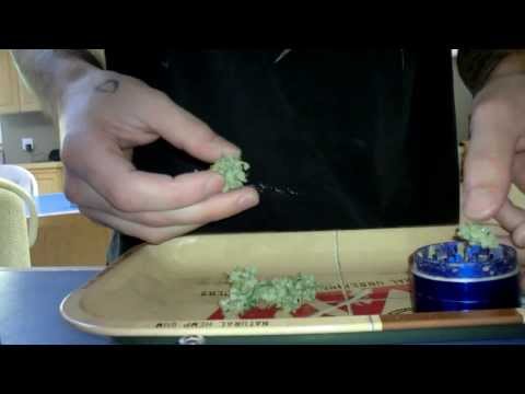 LED Grow Sweet Mango Autoflower Review