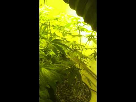 1000 Watt Flower Grow Room - My First Grow Ever - Week 2