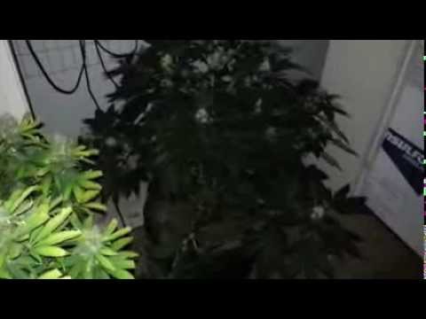 Update,Container,This is one Big plant.LED grow lights,howto,indoor growing