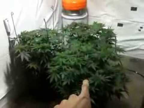 Week 8 TGA Cheese Quake in Super Soil (First Indoor Grow)