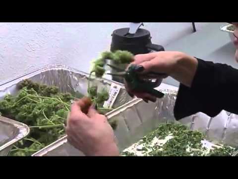 Parents fight for medical marijuana