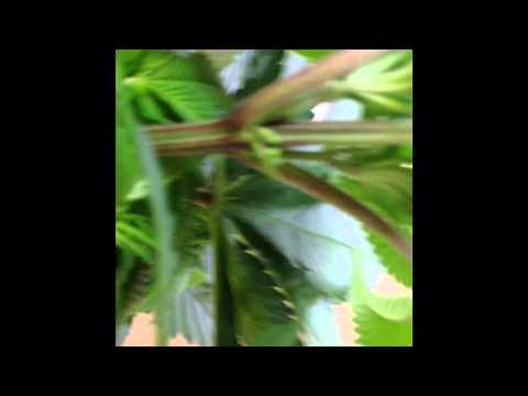 welcome to cnote gardens