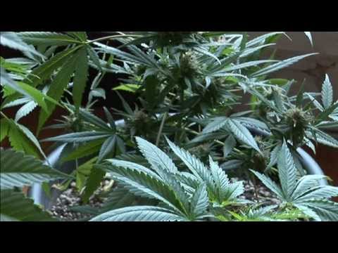 Legalised it! Uruguay makes marijuana trade legal - Truthloader