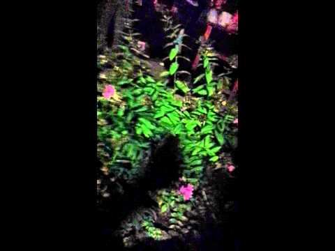 First ever salvia trip