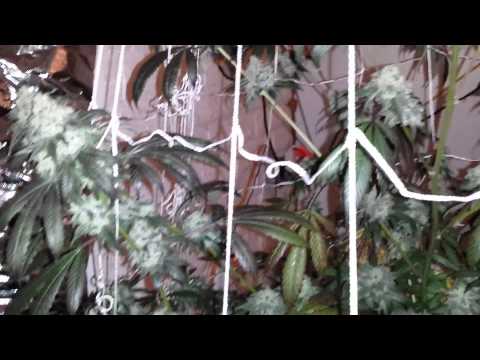 Budroom 1st grow site