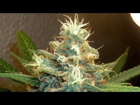 6Bong Hits - 4Consecutively