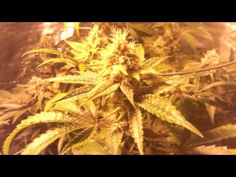 250 & 600 watt medical marijuana grow..