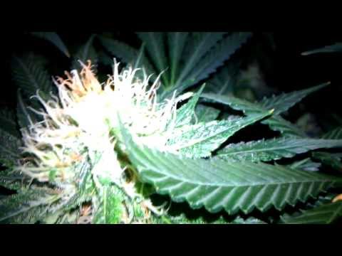 Day #41 & Day #22 Night shot