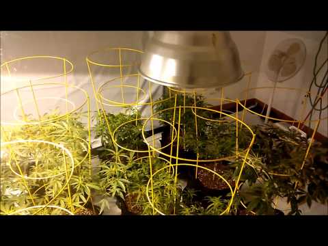 21 Plus Rated R Medical Cannabis...Round 1 Day 10 Flower Part 1