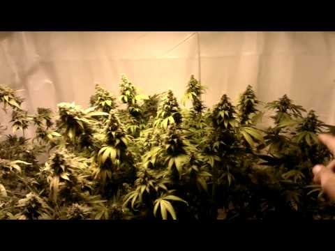 TGA Supersoil / DWC SCROG Episode 18 Merry Christmas