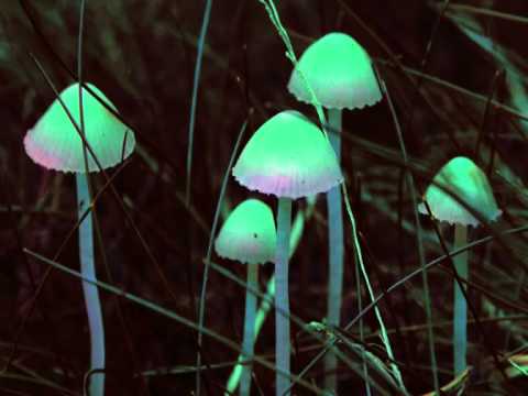 Eternal Elysium - Green song (Searching Low & High)