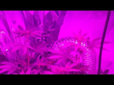 White Fire Alien 600 Watt LED Grow
