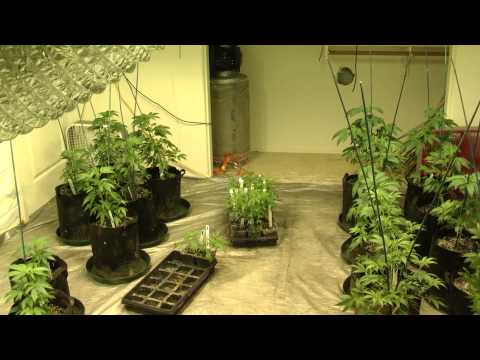 05. 4KW Room - Week 2 Veg #2 - Lights Adjusted