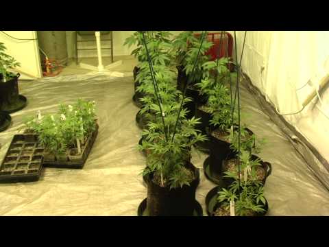 04. 4KW Room - Week 2 Veg #1 - Before light adjustment