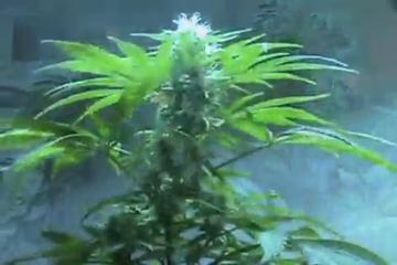 Medical marijuana grow in MA, Myster DL