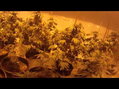 Biotabs review after harvest