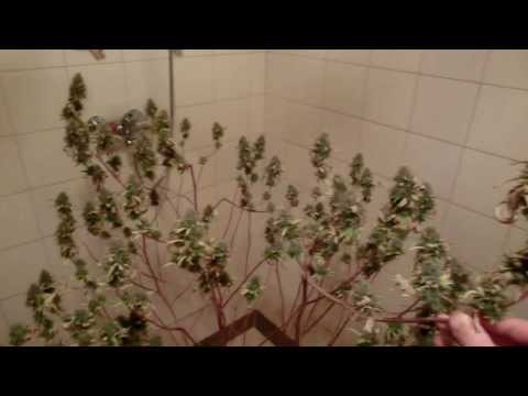 LED Grow Pure Power Plant Harvest