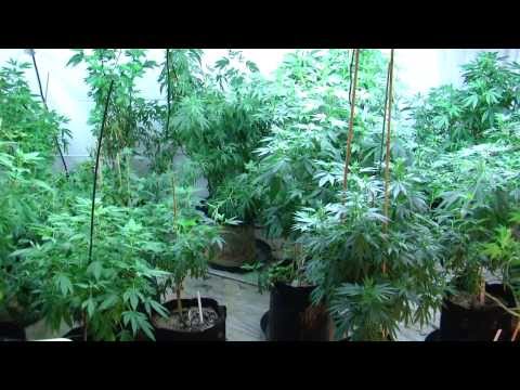 M01 - Shabby Mothers