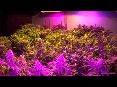 12-28-13 2100w HPS/LED Perpetual Flower Room Update