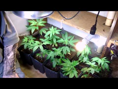 Checking on the girls..New grow