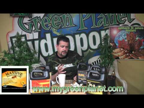 Massive     flower power 2010