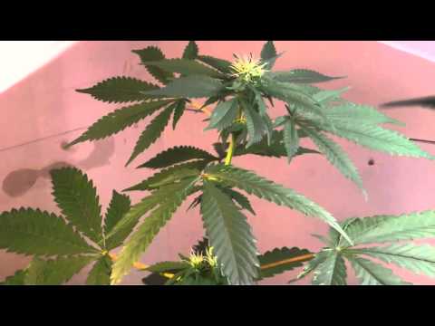 CFL Grow Update #6 (Day 10 of Flowering)