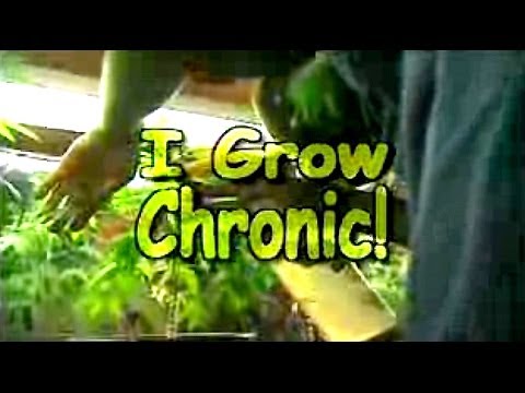 I Grow Chronic! Cannabis Hydro Cultivation (Full Tutorial)