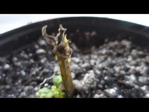 Nursing Salvia Divinorum (Part 1)