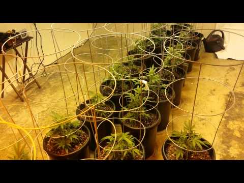 Buddys 8000 Watt Medical Grow Update.