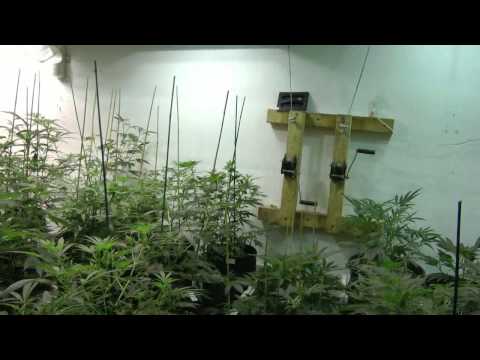 UG 92 American Medi Grow part 1 Veg Room
