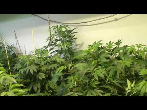 American Medi Grow part 2 Secondary Veg Room