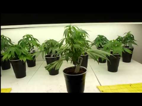 Watering Cannabis, Tips and Schedules