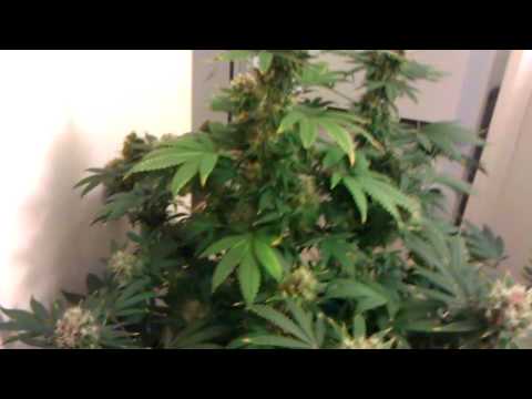 Strawberry cough Day #59 Flush