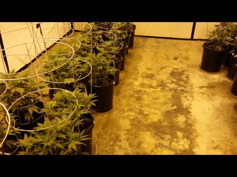 Buddys 8000 Watt Garden (Strain Walkthrough)