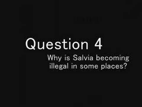 Salvia Divinorum FAQ