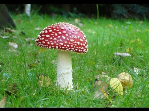 [Trippy experience] Infected Mushroom - Vicious Delicious