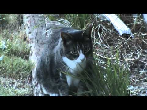 Taking a walk Max stops for a salad