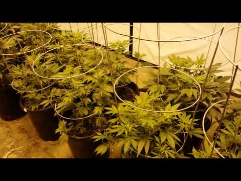 Buddy Nuggets 8000 Watt Grow Update