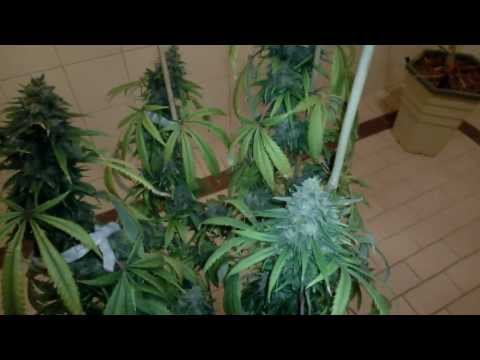 LED Grow Super Lemon Haze Harvest