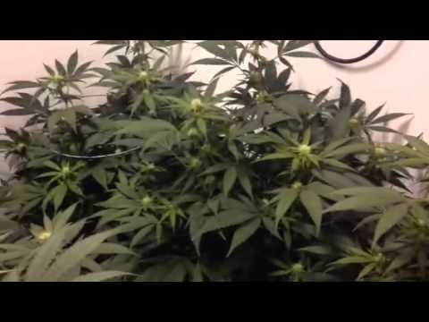 Headband 2 weeks in flower