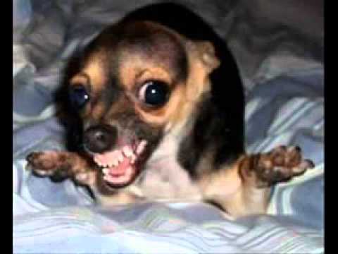 Os animais mais engraçados da internet! fotos