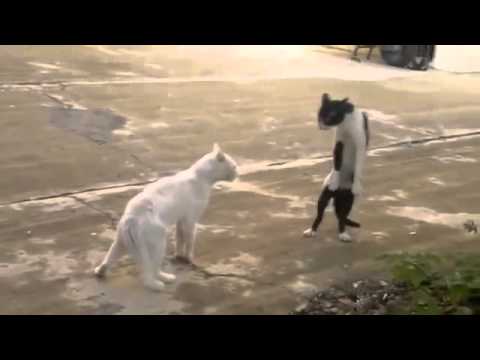 Gatos engraçados! Funny cats, cat videos, funny animals compilation