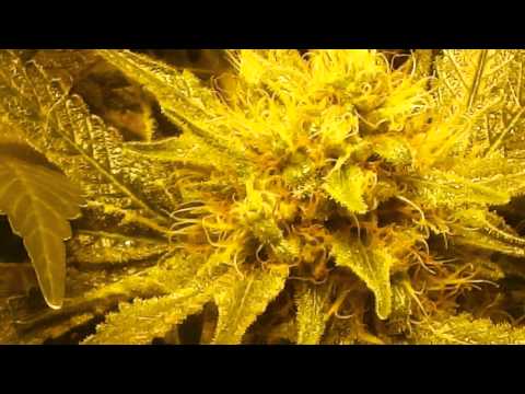 600 hps Mystery flower day #50/Strawberry cough day #11