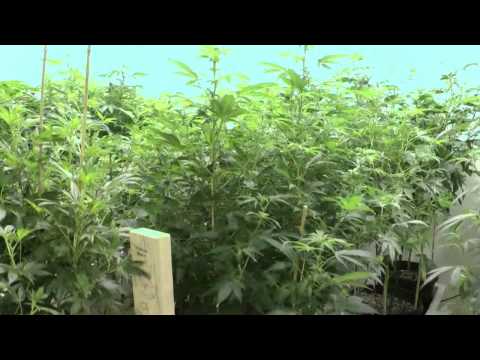 Denver Colorado Mega Marijuana Bud Factory Room 2