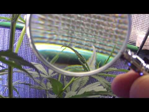 cannabis sativa 20 dias floracao!!!