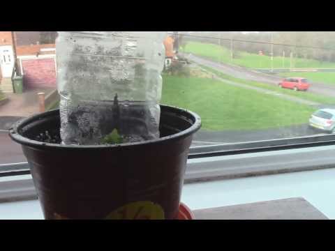 Nursing Salvia Divinorum (Part 2)