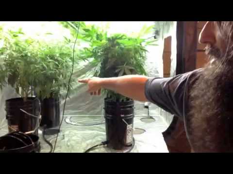 How to Trim the Veg Room